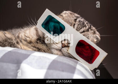 Scottish Fold chat drôle à regarder un film à la télévision en 3D sans lunettes couché sur un coussin sur le canapé Banque D'Images
