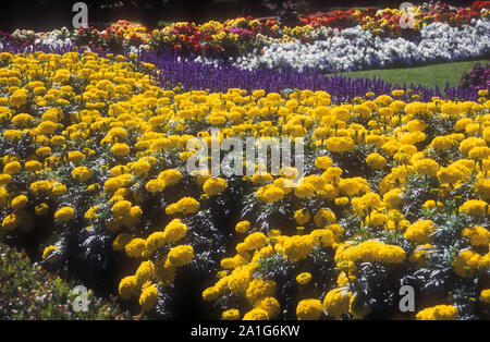 PARTERRE DE MARIGAUDS JAUNES (TAGETES) ET DE SAUGE VIOLETTE EN ARRIÈRE-PLAN, CANBERRA, ACT, AUSTRALIE, Banque D'Images