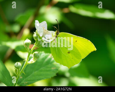 (Gonepteryx rhamni Brimstone Butterfly) sur Black Berry fleur. La vallée de la rivière, Pshish les principaux Caucasian ridge Banque D'Images