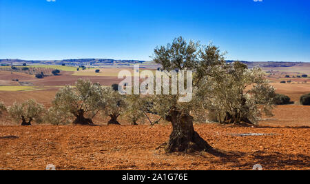 Panorama de champs cultivés d'oliviers dans la région de Castille la Manche, Espagne. Paysage méditerranéen. Banque D'Images