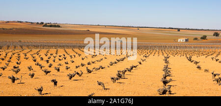 Panorama de champs de vignes en Castilla la Mancha, en Espagne. Paysage méditerranéen. Banque D'Images