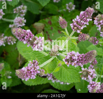 Apple ou à feuilles de menthe Mentha rotundifolia-parfumées (suaveolens) avec des fleurs sauvages de plus en plus ramifiés sur sol humide dans une carrière de Derbyshire UK Banque D'Images