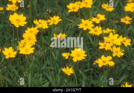 COREOPSIS LANCEOLATA (CALLIOPSIS OU COCHER DES SEMENCES) Banque D'Images