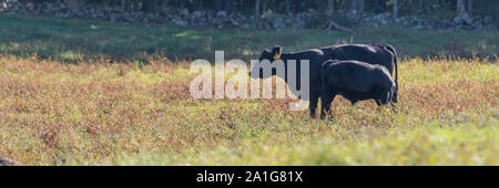 Vache veau alimentation maman en silhouette debout dans un champ en soirée avec des bois en arrière-plan dans l'ombre Banque D'Images