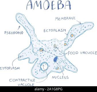 Amoeba proteus la structure du micro-organisme. Amoeba de protozoaires unicellulaires doodle dessiné à la main sur l'arrière-plan. awhite organismes Amibe dans dessin animé Illustration de Vecteur