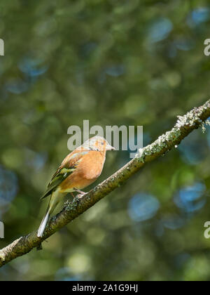 À la recherche jusqu'à un seul homme (Fringilla coelebs Chaffinch commun) se tenait sur une branche avec des feuilles floue à l'arrière-plan Banque D'Images