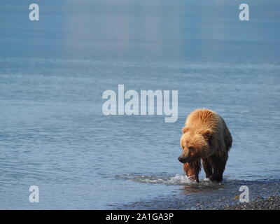 Ours brun d'Alaska Katmai pataugeant pagaie USA Banque D'Images