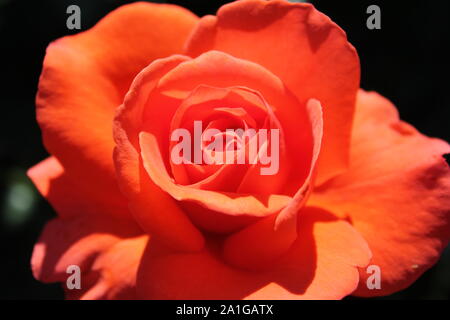 Belle grandiflora 'Rose' Chandelier rose poussant dans un jardin. Banque D'Images