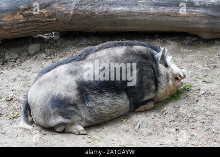 Mangalitsa aussi Mangalica sale gros ou Mangalitza - Hongrois race de porc domestique portant sur le sol Banque D'Images