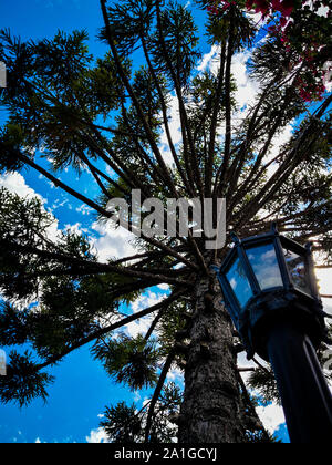 Un araucaria sur un ciel bleu avec quelques nuages Banque D'Images