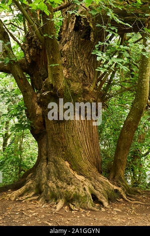 Vieux châtaigniers (Castanea sativa) tronc d'arbre dans le volcan de Santa Margarida Forêt (parc naturel de la Zone Volcanique de la Garrotxa, Santa Pau, Gérone, Espagne) Banque D'Images