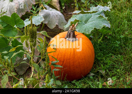 Pumpkin sur vigne, jardin, Automne, E USA par James D Coppinger/Dembinsky Assoc Photo Banque D'Images