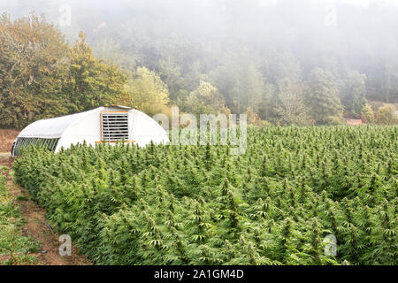 Donnant sur le chanvre venant à échéance ferme avec tunnel, Lifter', 'souche Cannabis sativa , ferme biologique, foggy morning light. Banque D'Images