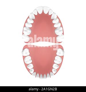 3D réaliste de vecteur, les dents de la mâchoire supérieure et inférieure, adultes Vue d'en haut. Concept d'anatomie. Orthodontiste dents humaines. Medical santé buccale. Modèle de conception Illustration de Vecteur