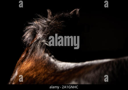 Un enseignement typique pony shot avec flash et studio lumières pour créer une œuvre d'art haut de gamme adapté à votre maison Banque D'Images