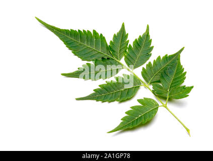 Libre de feuilles de neem dans isolé sur fond blanc Banque D'Images