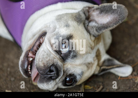 Pied de la tête d'une femme espiègle frenchie. Banque D'Images