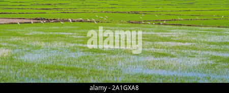 Cigognes blanches sur le champ de riz. Asian Openbill debout dans le champ de riz. Banque D'Images