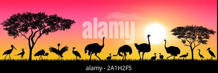 Les oiseaux sauvages de la savane africaine contre le ciel et le soleil. Silhouettes d'oiseaux différents. La faune de l'Afrique. Illustration de Vecteur