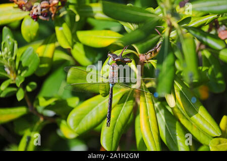 Libellule anax empereur moindre Latin Parthenope sur l'alimentation d'un Pittosporum tobira, seringat, Japonais ou australiens cheesewood feuille de laurier Banque D'Images