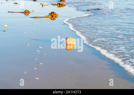 Grand coquillage et échoués sur le sable de varech reflétée dans le sable humide avec plage et mer contexte à Papamoa Tauranga, Nouvelle-Zélande Banque D'Images