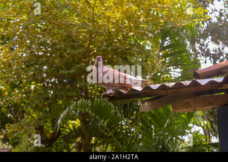 Brown un pigeon Sur Le Toit Banque D'Images