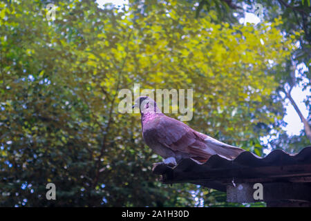 Brown un pigeon Sur Le Toit Banque D'Images