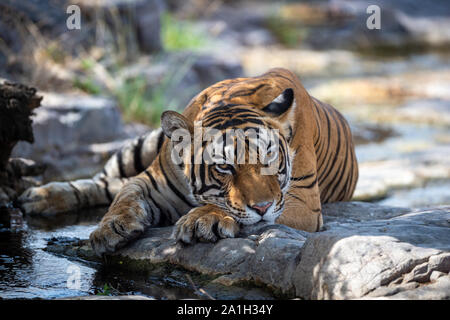 Tigre du Bengale dans la nature de l'habitat. Scène de la faune avec des animaux dangereux. Tête de tigre. Tigre mâle de forêt sèche en colère contre l'expression des yeux posés sur des rochers Banque D'Images
