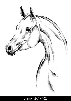 Croquis dessin cheval fait main art Banque D'Images