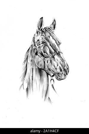 Croquis dessin cheval fait main art Banque D'Images