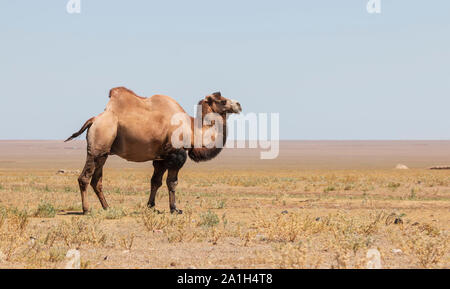 Chameau de Bactriane (Camelus bactrianus) au Kazakhstan Banque D'Images