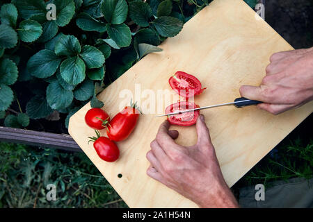 Jeune agriculteur est couper les tomates mûres cueillies fraîches au couteau sur une planche à découper à serre. Concept de l'alimentation naturelle. Banque D'Images
