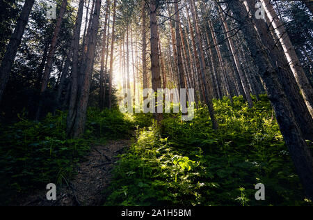 La lumière du soleil à travers les pins lumineux dans la forêt verte. Banque D'Images