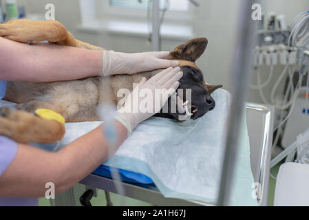 Les médecins vétérinaires effectuant la chirurgie. Un chien est sous anesthésie. Close-up de tête de chien anesthésié pendant la chirurgie.femme vet en caressant la tête du chien af Banque D'Images