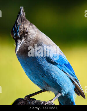 Gros plan magnifique mâle bleu de Steller's Jay perché sur un bac Banque D'Images