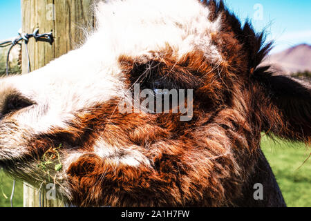 Gros plan du trèfle manger Adorable jeune Alpaca - Portrait Banque D'Images