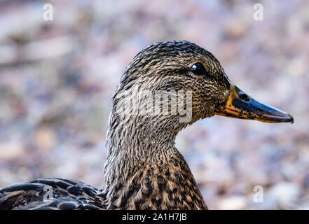 Profil Gros plan Portrait of Female Mallard Duck à Paulina Lake central Oregon Banque D'Images