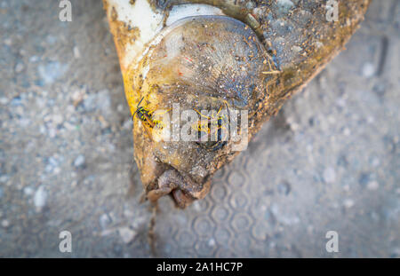 La carpe vient de prendre à la plage et les guêpes affamées sur elle pour essayer de le manger. Banque D'Images