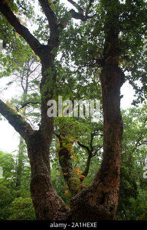 Quercus suber Arbre dans Lisbonne, Portugal Banque D'Images