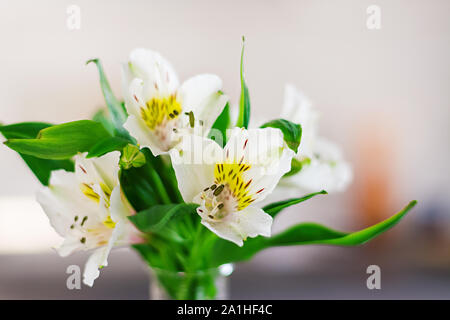 De belles fleurs de printemps dans un des vases sur fond clair Banque D'Images