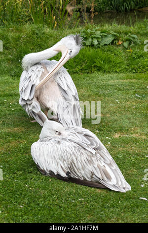 Spot-billed pélicans, pélicans gris dans un pré Banque D'Images