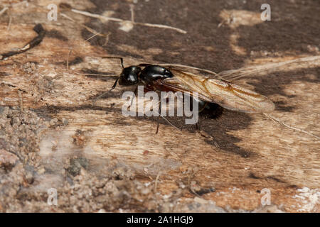 Braunschwarze Rossameise Riesenameise Ross-Ameise,,, Riesen-Ameise Roßameise Camponotus ligniperdus,,, Camponotus ligniperda, fourmi Banque D'Images