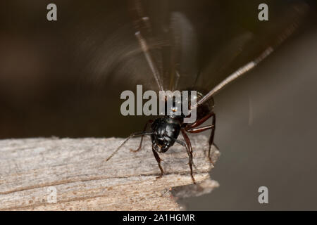 Braunschwarze Rossameise Riesenameise Ross-Ameise,,, Riesen-Ameise Roßameise Camponotus ligniperdus,,, Camponotus ligniperda, fourmi Banque D'Images