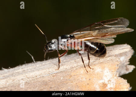 Braunschwarze Rossameise Riesenameise Ross-Ameise,,, Riesen-Ameise Roßameise Camponotus ligniperdus,,, Camponotus ligniperda, fourmi Banque D'Images