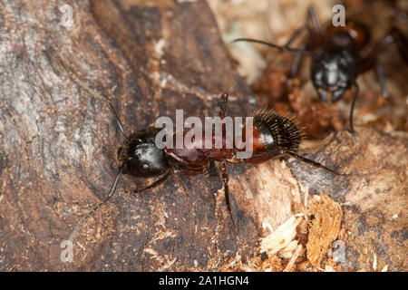 Braunschwarze Rossameise Riesenameise Holzzerstörende Rossameise,,, Ross-Ameise Riesen-Ameise Roßameise, Camponotus ligniperdus, Camponotus,, ligniper Banque D'Images