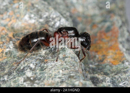 Braunschwarze Rossameise Riesenameise Holzzerstörende Rossameise,,, Königin, Ross-Ameise Riesen-Ameise Roßameise, Camponotus ligniperdus, Camponotus,, Banque D'Images