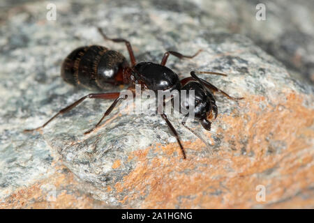 Braunschwarze Rossameise Riesenameise Holzzerstörende Rossameise,,, Königin, Ross-Ameise Riesen-Ameise Roßameise, Camponotus ligniperdus, Camponotus,, Banque D'Images