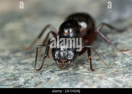 Braunschwarze Rossameise Riesenameise Holzzerstörende Rossameise,,, Königin, Ross-Ameise Riesen-Ameise Roßameise, Camponotus ligniperdus, Camponotus,, Banque D'Images