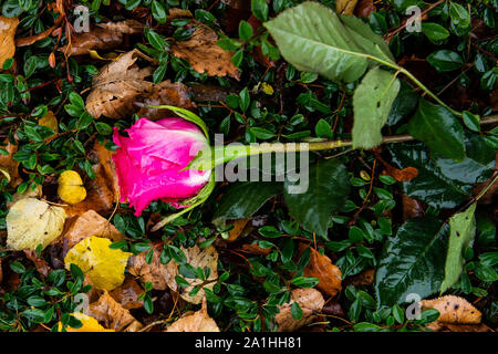 27 septembre 2019, Basse-Saxe, Göttingen : une rose se situe à proximité de la scène de crime dans le district de Göttingen Grone im Laub. Une femme a été tué le 26.09.2019 à Göttingen dans une rue par un homme. Photo : Swen Pförtner/dpa Banque D'Images