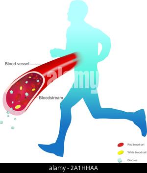 L'utilisation d'hormones glucocorticoïdes et contribuer à l'augmentation de la glycémie. La rétention de sodium et d'eau par les reins. L'augmentation de glucose dans le sang pour l'énergie produite à partir de l'intermédiaire Illustration de Vecteur